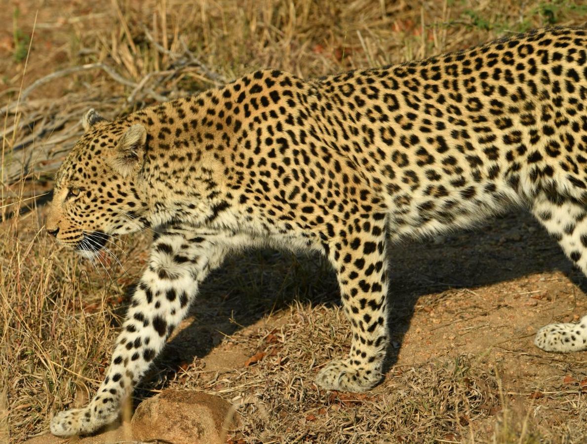 Bona Ngwenya Lodge & Safaris マールロス・パーク エクステリア 写真