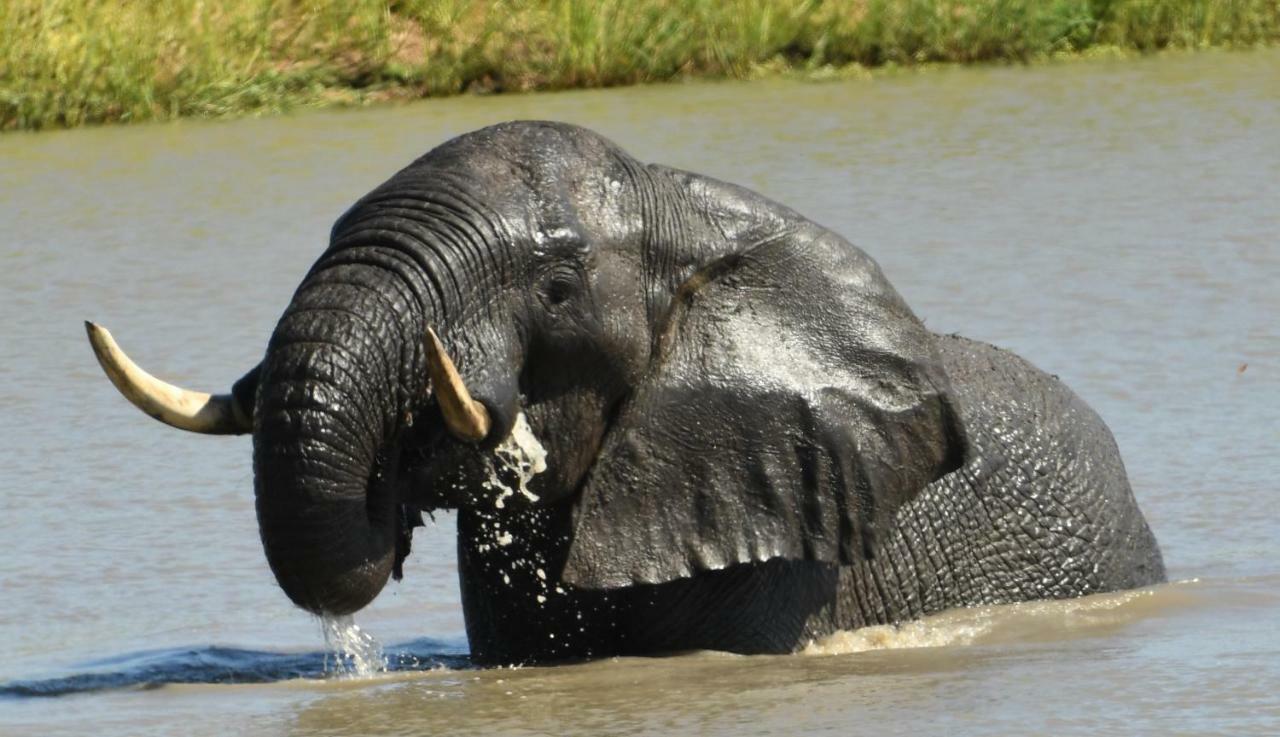 Bona Ngwenya Lodge & Safaris マールロス・パーク エクステリア 写真