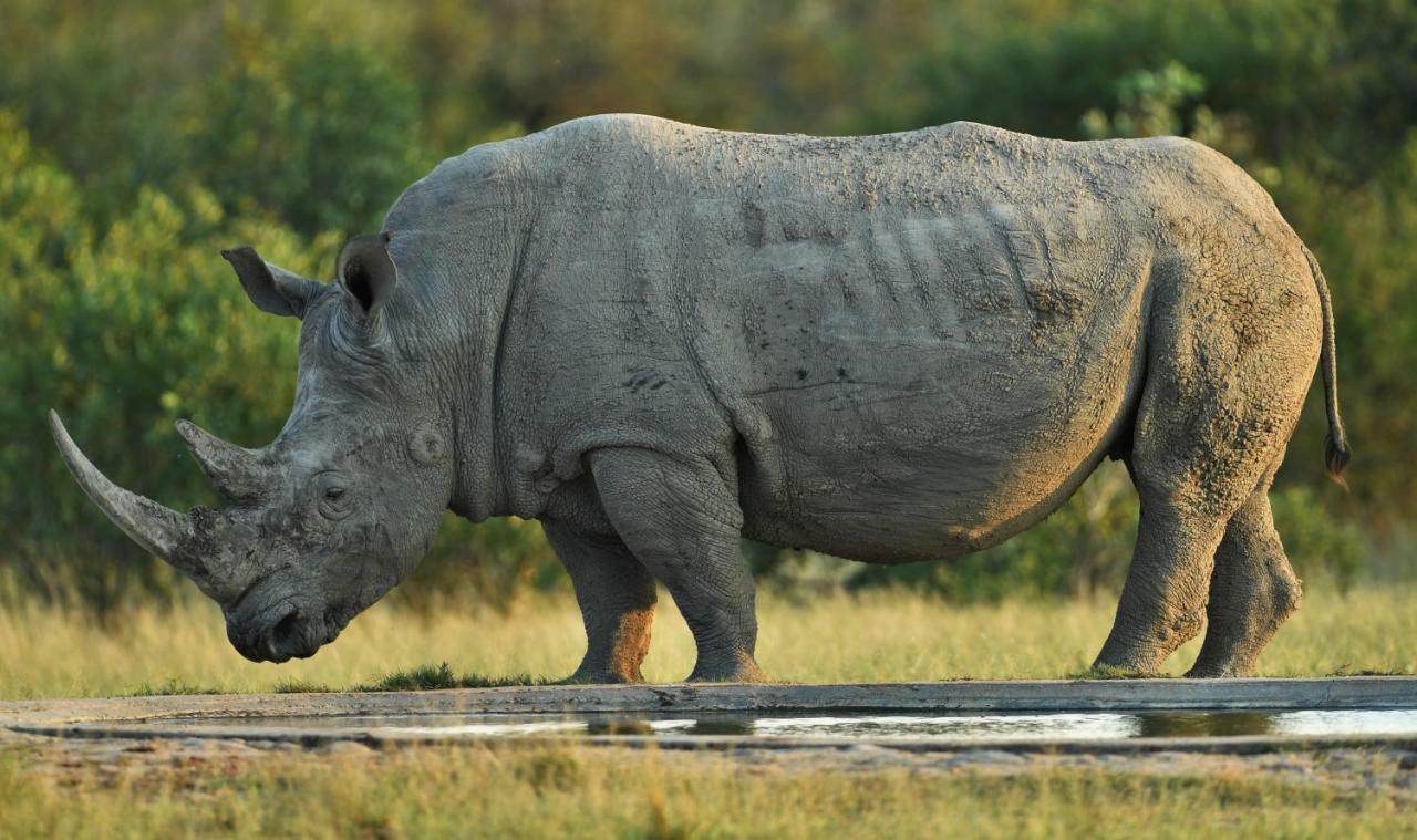 Bona Ngwenya Lodge & Safaris マールロス・パーク エクステリア 写真