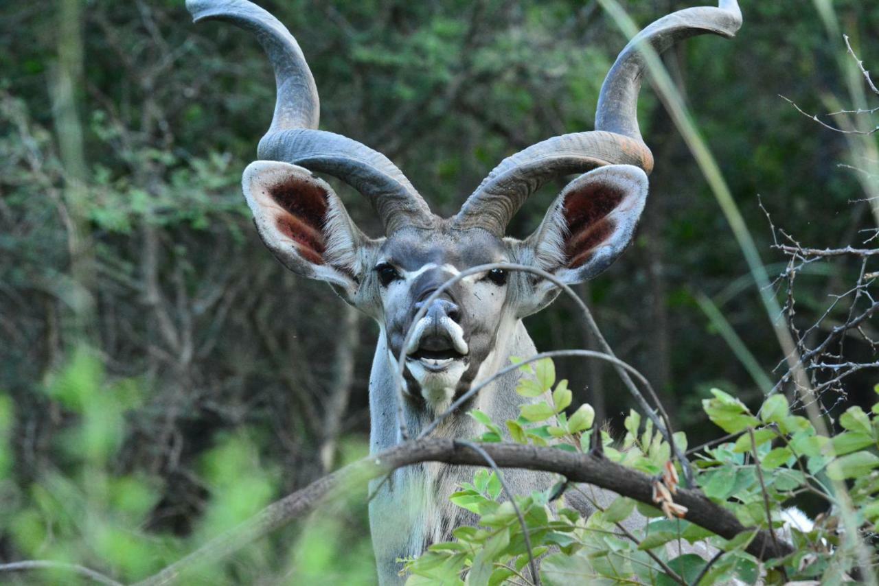 Bona Ngwenya Lodge & Safaris マールロス・パーク エクステリア 写真