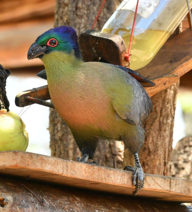 Bona Ngwenya Lodge & Safaris マールロス・パーク エクステリア 写真