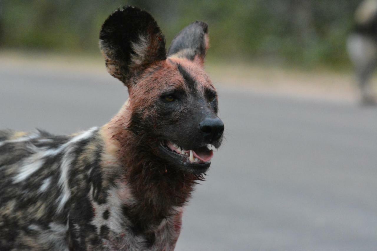 Bona Ngwenya Lodge & Safaris マールロス・パーク エクステリア 写真