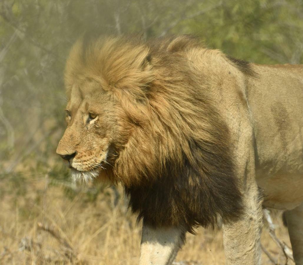 Bona Ngwenya Lodge & Safaris マールロス・パーク エクステリア 写真